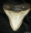 + Inch Megalodon Tooth From Hawthorn Formation #1031-1